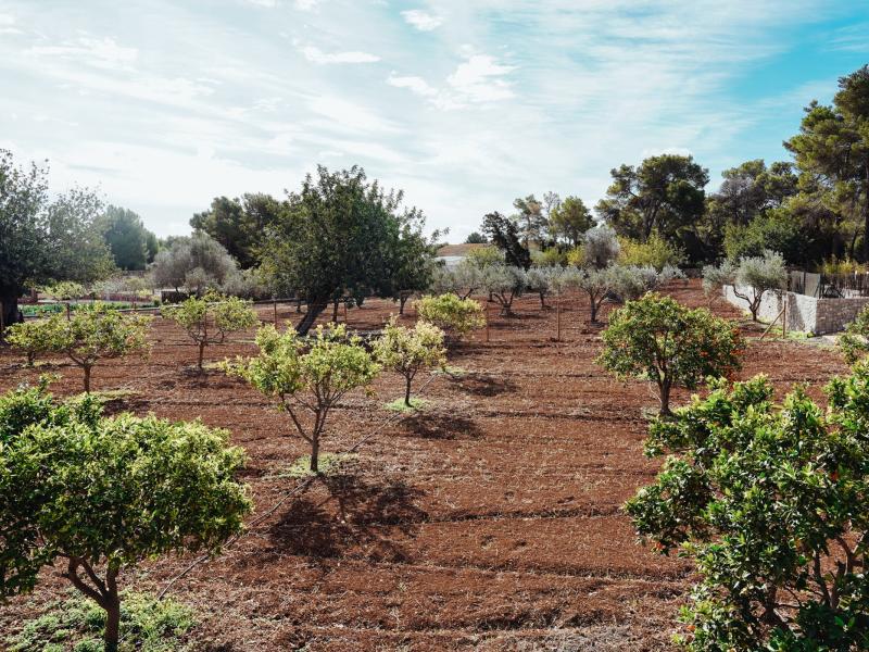Villa Trevi , Ibiza , San Carlos  