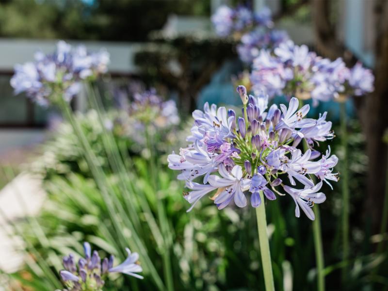 Los Pinos  , Central , Ibiza  